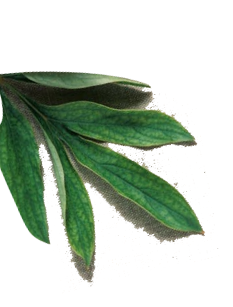 floated leave one