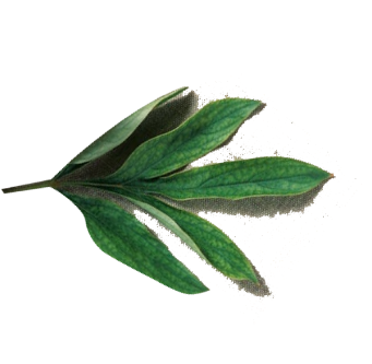 floated leave two